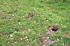 Ogród społecznościowy okradziony