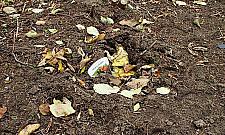 Ogród społecznościowy okradziony