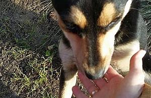 Kto przygarnie młodą suczkę?