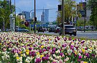Tysiące kwiatów upiększą Warszawę