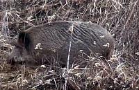 Dokąd tupta nocą dzik?