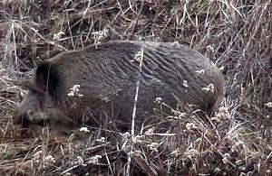 Dokąd tupta nocą dzik?