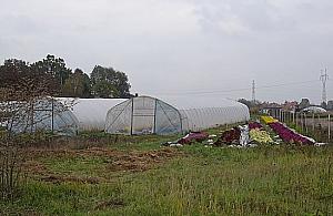 Szklarnie, drewniaki i... dom publiczny. Takie cuda na Brzezinach!