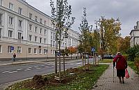 Kto zniszczył drzewa na Księcia Janusza?