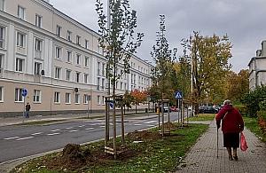 Kto zniszczył drzewa na Księcia Janusza?