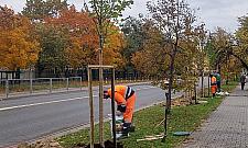 Kto zniszczył drzewa na Księcia Janusza?