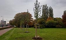 Kto zniszczył drzewa na Księcia Janusza?