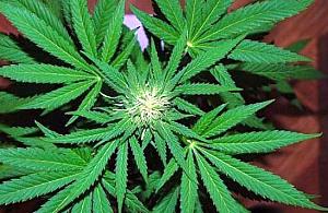 Trzy lata za roślinki w akwarium?