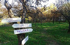 Na złość wandalom w ogrodzie społecznościowym