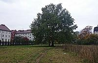 Park Wawrzyszewski - nie ma go, ale jest