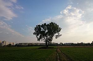 Ostatnie lato na polu PGR za nami