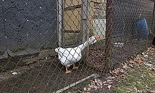 Zaczarowane rewiry - Popiela, Swarożyca, Tytułowa