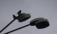 "Lampy na Modlińskiej nie zagrażają bezpieczeństwu". Czyżby?