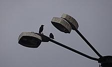 "Lampy na Modlińskiej nie zagrażają bezpieczeństwu". Czyżby?