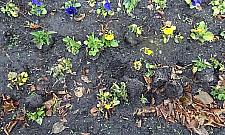 Co się stało kwiatkom w naszym parku?