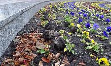 Co się stało kwiatkom w naszym parku?