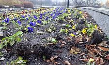 Co się stało kwiatkom w naszym parku?