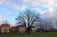 Dąb z Nowodworów nie będzie pomnikiem