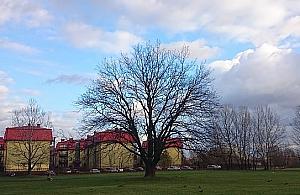 Dąb z Nowodworów nie będzie pomnikiem