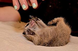 ZOO ma nowych mieszkańców