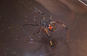 Czarna wdowa na Targówku