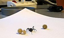 Czarna wdowa na Targówku