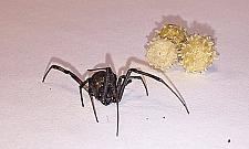 Czarna wdowa na Targówku