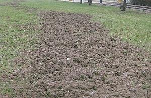 Tulipanów na Młocinach nie będzie. Wandale w akcji