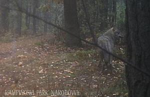 Wilki zamieszkały pod Warszawą