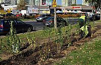 Mnóstwo nowych drzew i krzewów na Bielanach