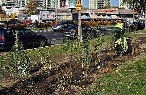 Mnóstwo nowych drzew i krzewów na Bielanach