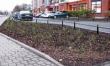 Mnóstwo nowych drzew i krzewów na Bielanach