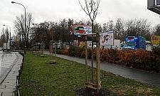 Mnóstwo nowych drzew i krzewów na Bielanach