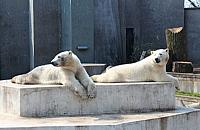 Jutro urodziny niedźwiedzi polarnych