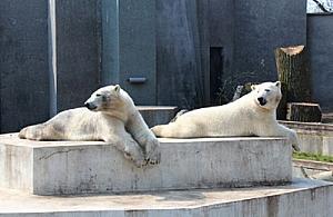 Jutro urodziny niedźwiedzi polarnych