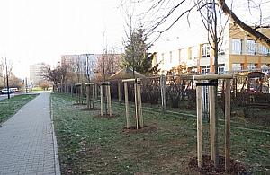 Mamy prawie 100 nowych drzew