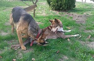 Psotel: sprawdzone miejsce dla czworonożnego przyjaciela