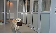 Psotel: sprawdzone miejsce dla czworonożnego przyjaciela