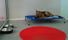 Psotel: sprawdzone miejsce dla czworonożnego przyjaciela