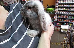 "Mamusiu, kupmy sobie chomiczka". Zwierzę jako prezent na święta?