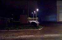 Dziki na kolacji przy Galerii Odkryta