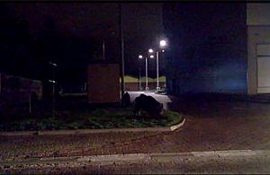 Dziki na kolacji przy Galerii Odkryta