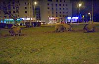 Nocna rozmowa z dzikami na Młocinach