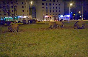 Nocna rozmowa z dzikami na Młocinach