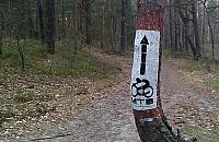 Najlepsza w Polsce trasa rowerowa zaczyna się w Międzylesiu