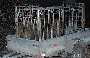 O dwanaście dzików mniej