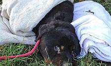 Bestialskie polowanie na psy: igły i haczyki w jedzeniu