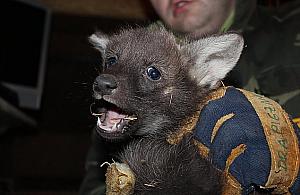 Nowi mieszkańcy ZOO