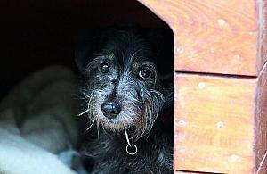 Okradał bezdomne zwierzęta. Wyniósł pół tony karmy