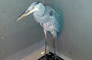 Niecodzienny gość przy Trakcie